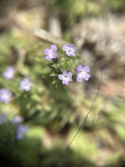 Verbena bracteata