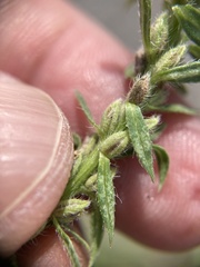 Verbena bracteata