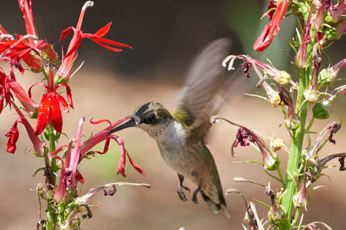 Ruby-throated Hummingbird photographed in North Carolina