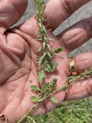 Verbena bracteata