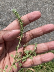 Verbena bracteata