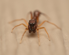 Synemosyna formica