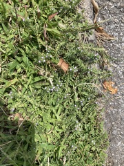 Verbena bracteata