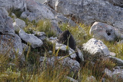 Osteospermum polygaloides