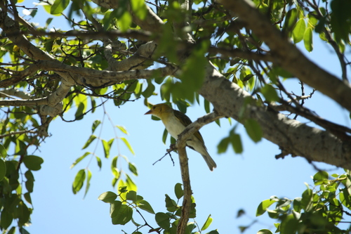 Red-headed Weaver