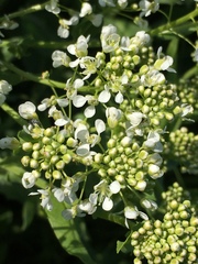 Lepidium draba