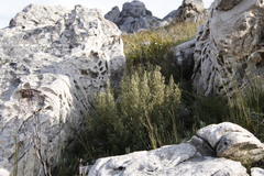 Grubbia tomentosa