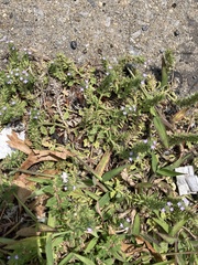 Verbena bracteata