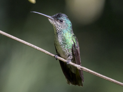 Chrysuronia oenone
