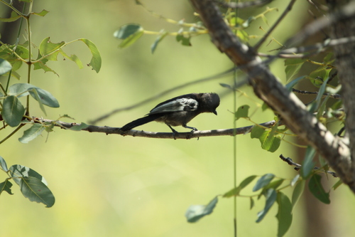 Southern Black Tit