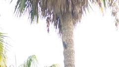 Melanerpes uropygialis