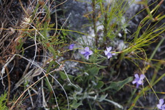Viola decumbens decumbens