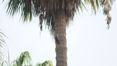 Melanerpes uropygialis