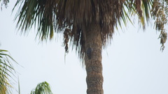 Melanerpes uropygialis