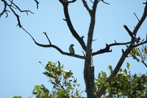 Yellow-fronted Tinkerbird