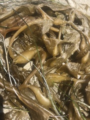 Macrocystis pyrifera