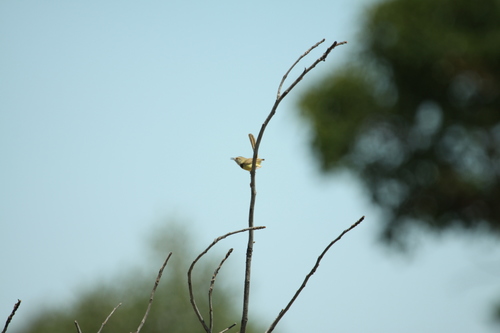 Black-chested Prinia