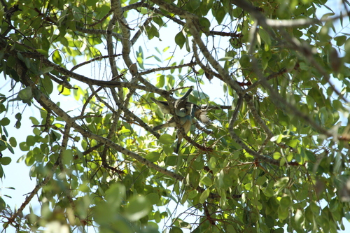 Angolan Blue Waxbill