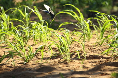 Lamprotornis acuticaudus