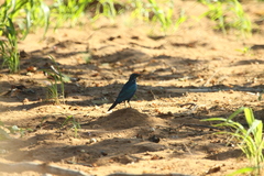 Lamprotornis acuticaudus
