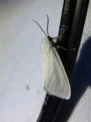 Pygarctia