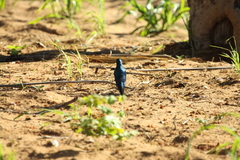 Lamprotornis acuticaudus