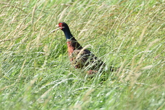 Phasianus colchicus