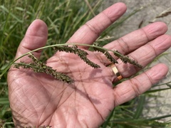Echinochloa