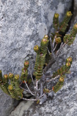 Sonderothamnus petraeus