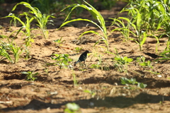 Lamprotornis acuticaudus