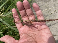 Echinochloa