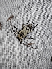 Leptostylus asperatus