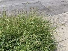 Echinochloa