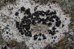 Arthonia calcarea