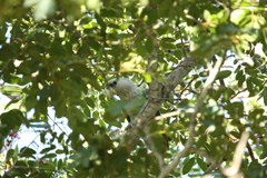 Poicephalus fuscicollis suahelicus
