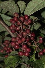 Viburnum mullaha