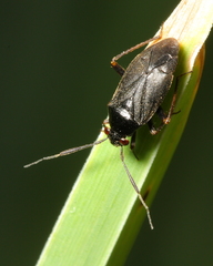Capsus
