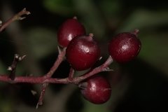 Viburnum mullaha