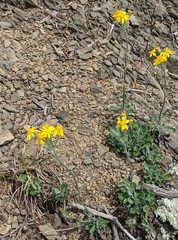 Packera antennariifolia