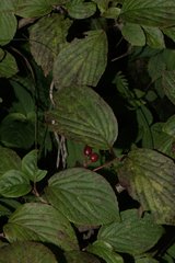 Viburnum mullaha