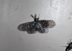 Nallachius americanus