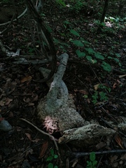 Ibervillea hypoleuca