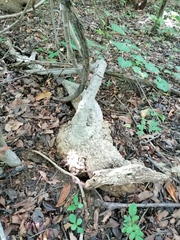 Ibervillea hypoleuca