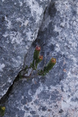 Sonderothamnus petraeus