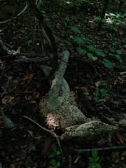 Ibervillea hypoleuca