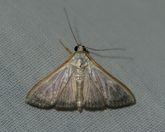 Diaphania costata