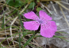 Dianthus callizonus