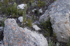 Viola decumbens decumbens