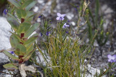 Viola decumbens decumbens