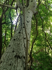 Ibervillea hypoleuca